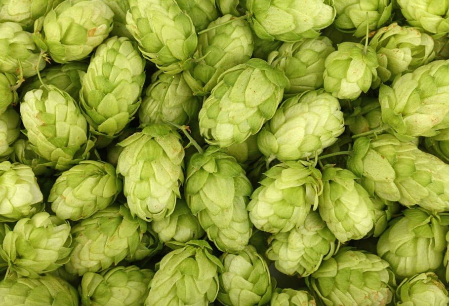 El Lúpulo en la Cerveza, un Arcoíris de Aromas y Gustos